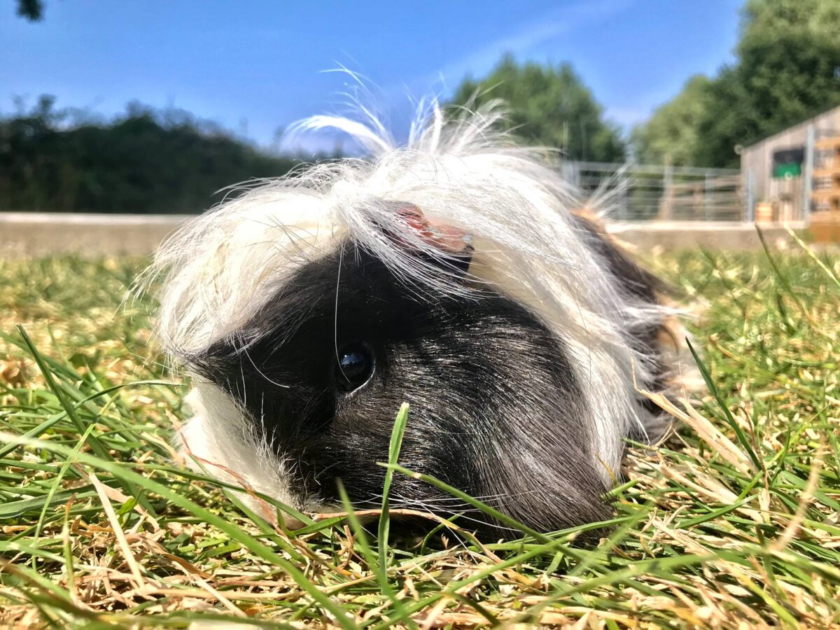 Cattle Country Farm Park