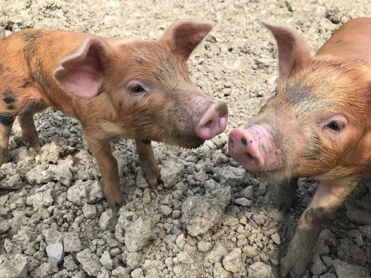 Cattle Country Farm Park