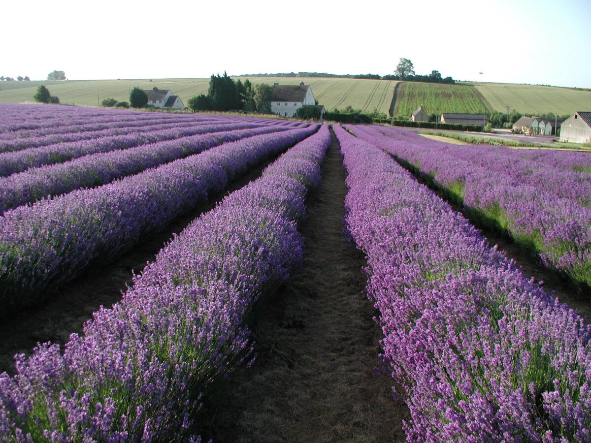 Cotswold Lavender