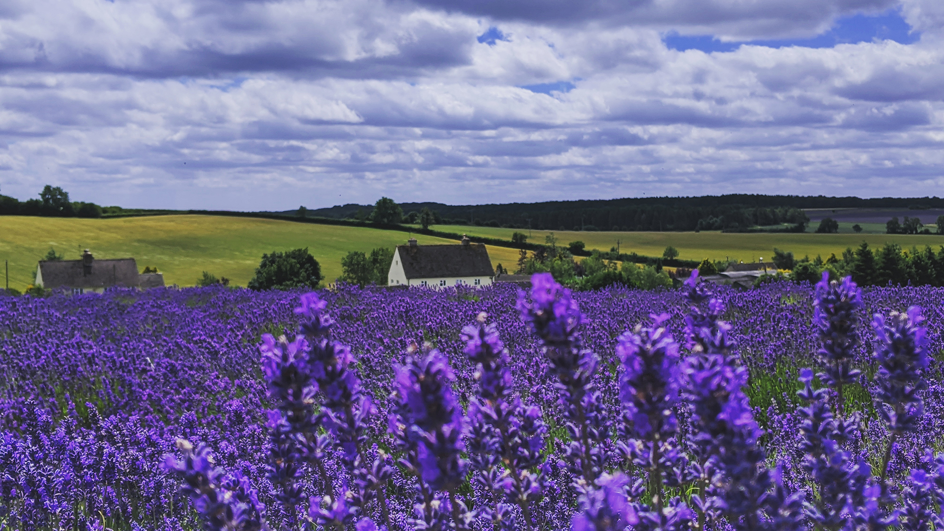 Cotswold Lavender