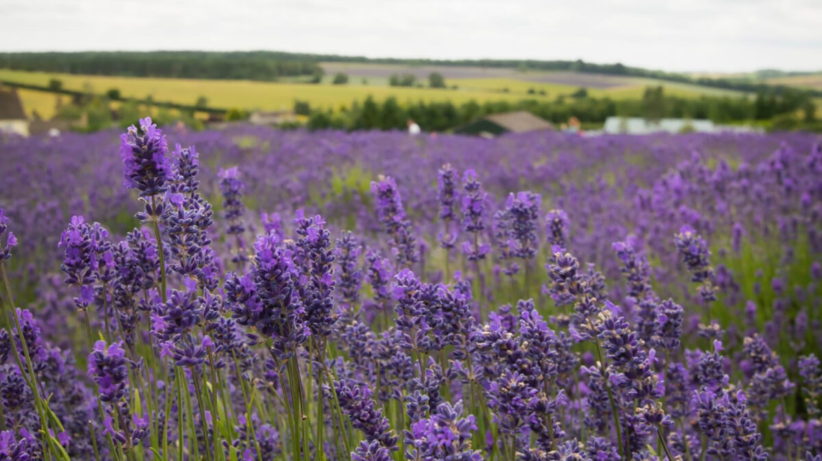 Cotswold Lavender