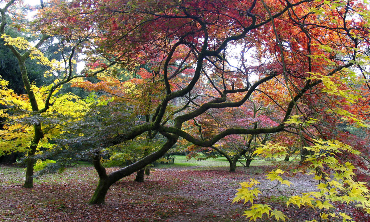 Westonbirt Arboretum, Tetbury