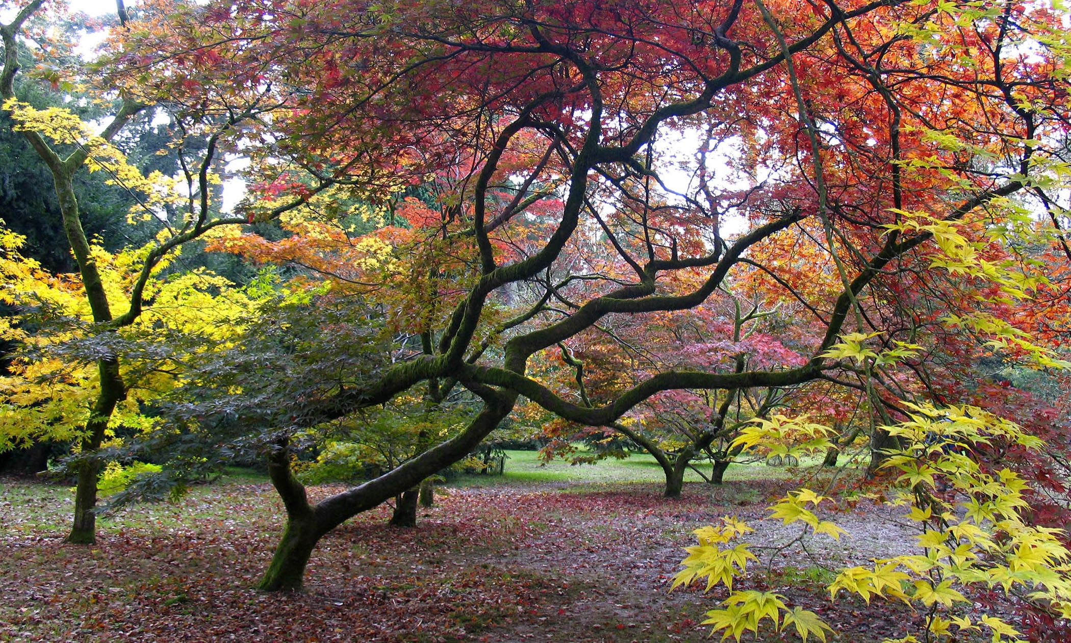 Westonbirt Arboretum, Tetbury
