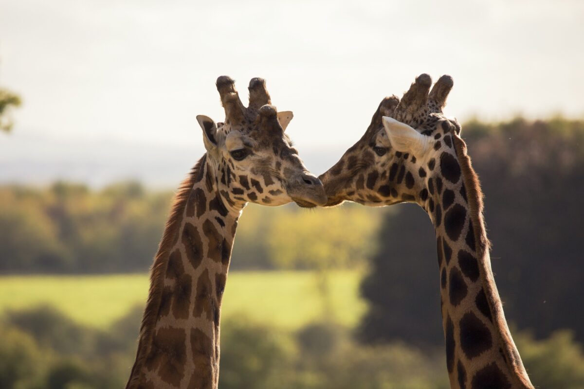 Giraffe, Cotswold Wildlife Park
