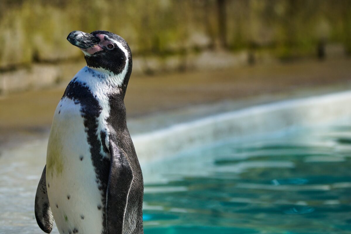 Penguin, Cotswold Wildlife Park