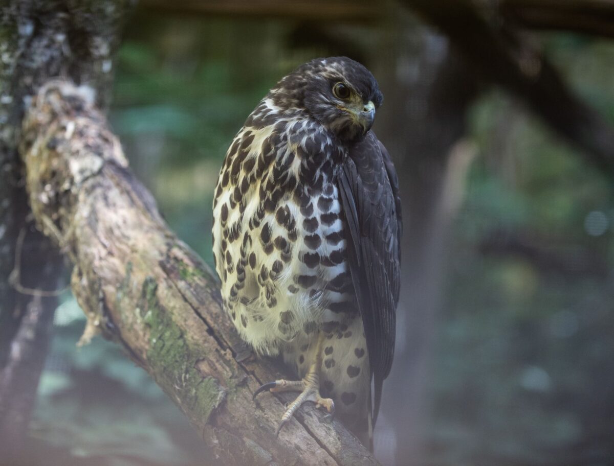 Cotswold Falconry Centre