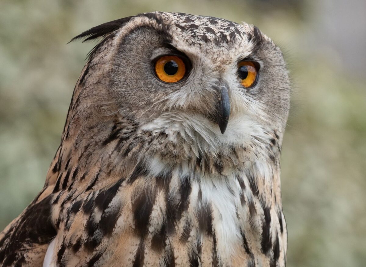 Cotswold Falconry Centre