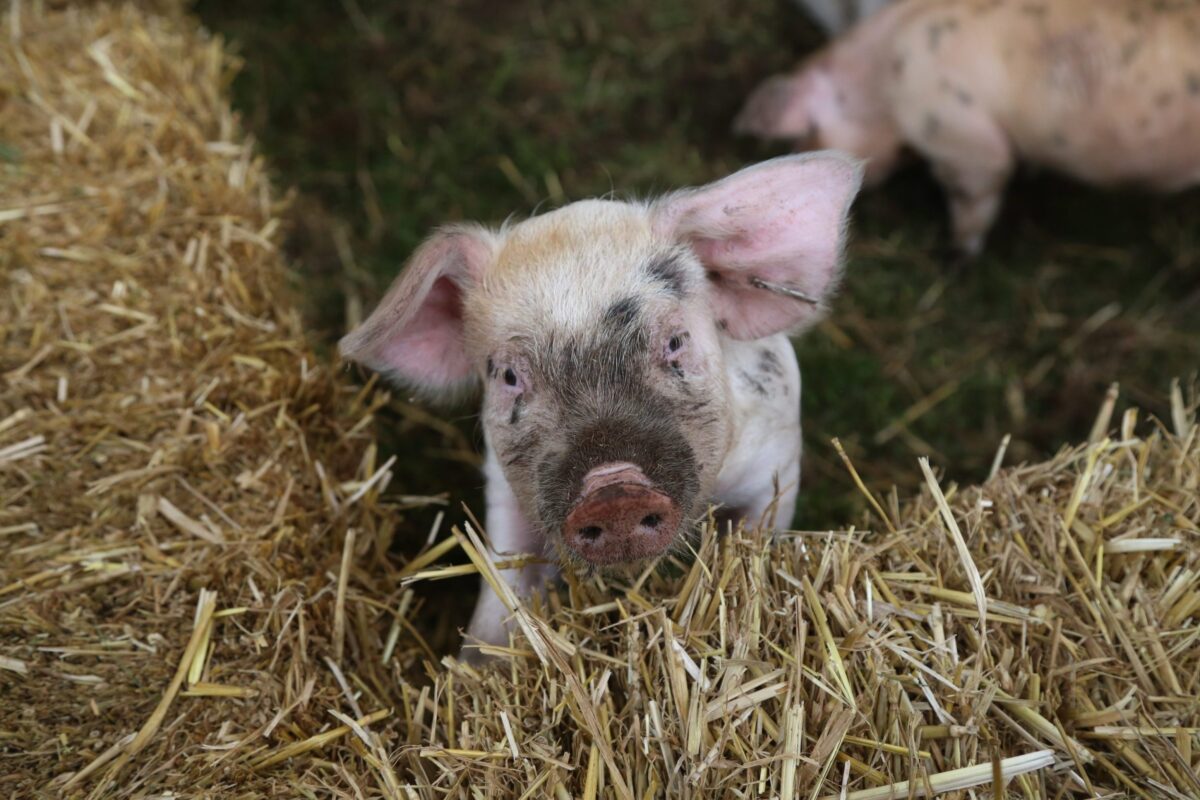Moreton-in-Marsh Show
