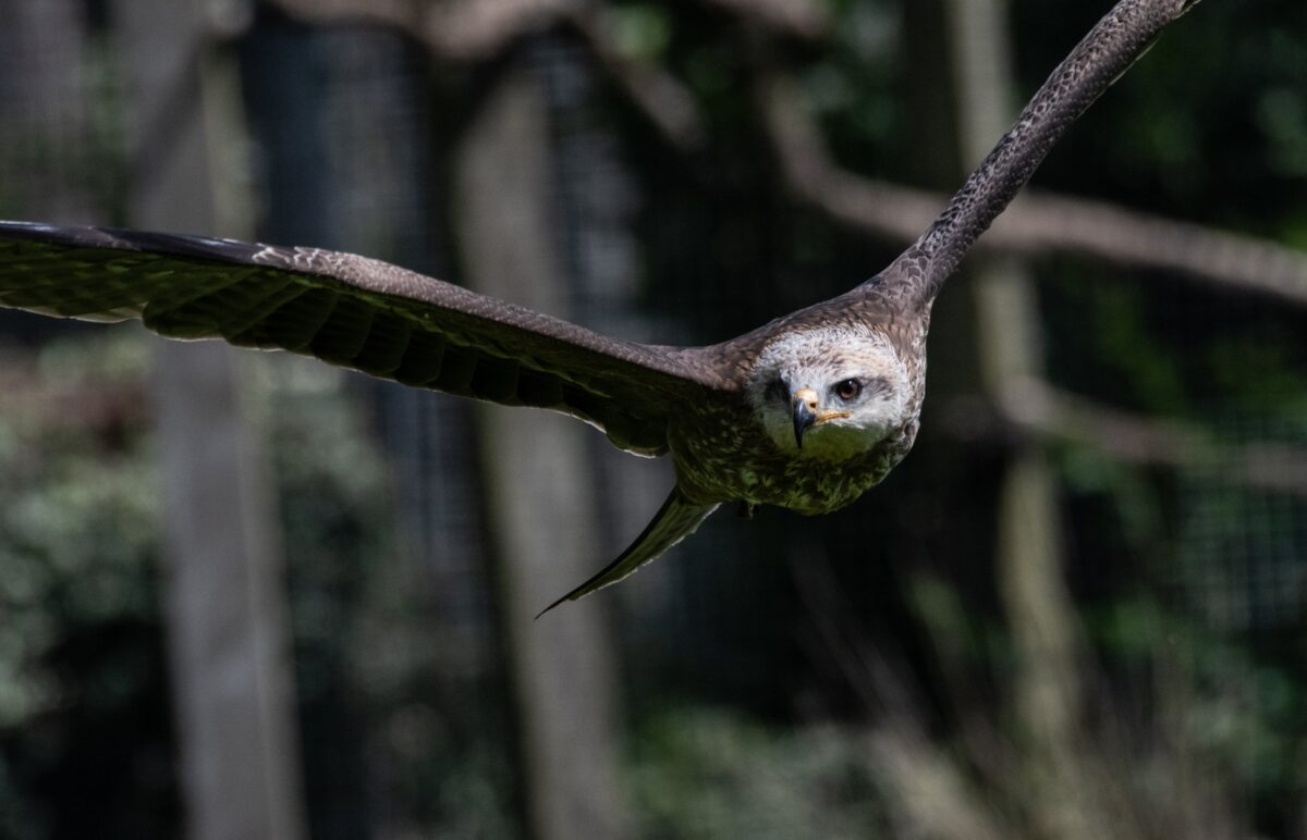 Cotswold Falconry Centre