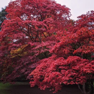 Westonbirt