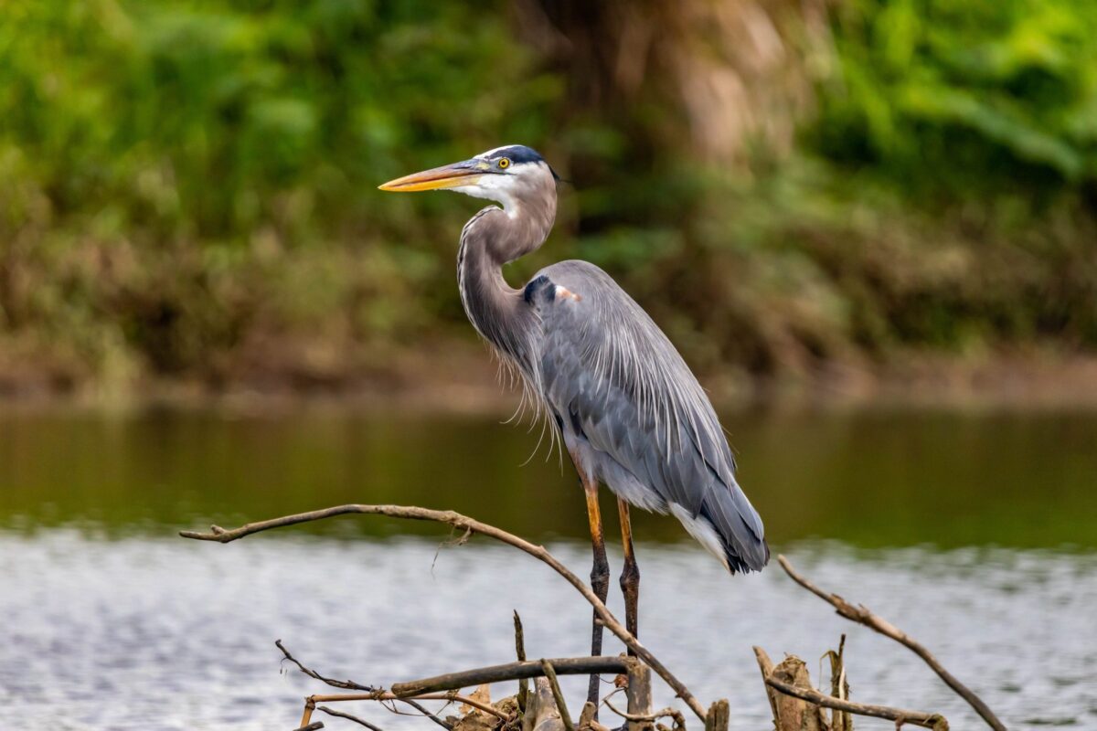 Slimbridge