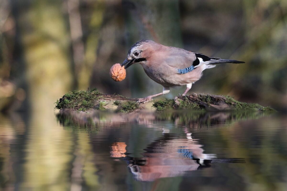 Slimbridge