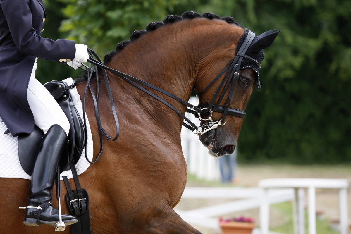 Cotswold Horse Tours