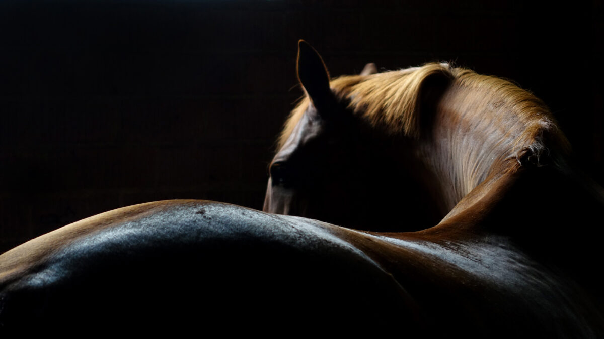 Cotswold Horse Tours