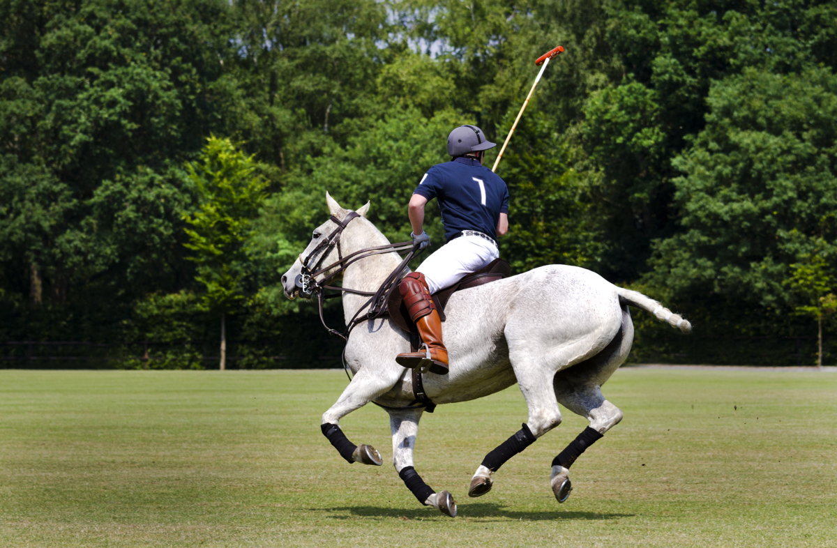 Cotswold Horse Tours