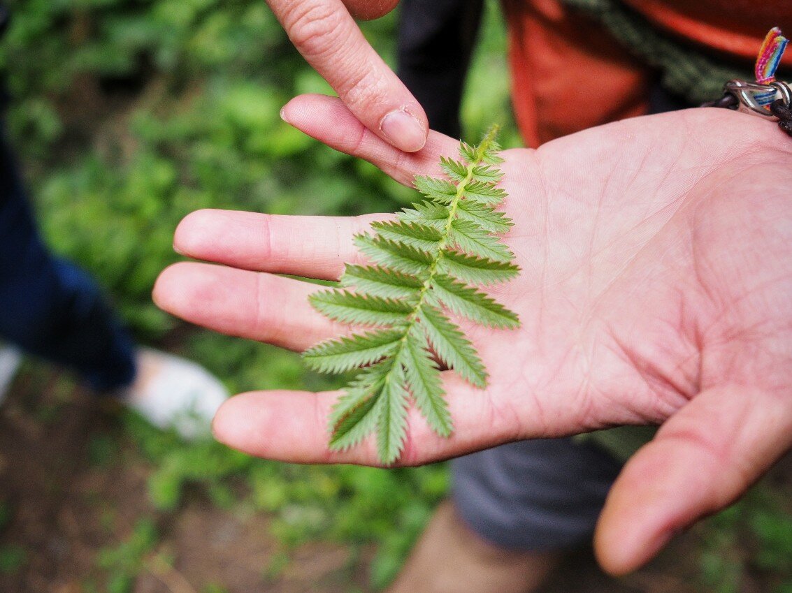 The Cotswold Forager