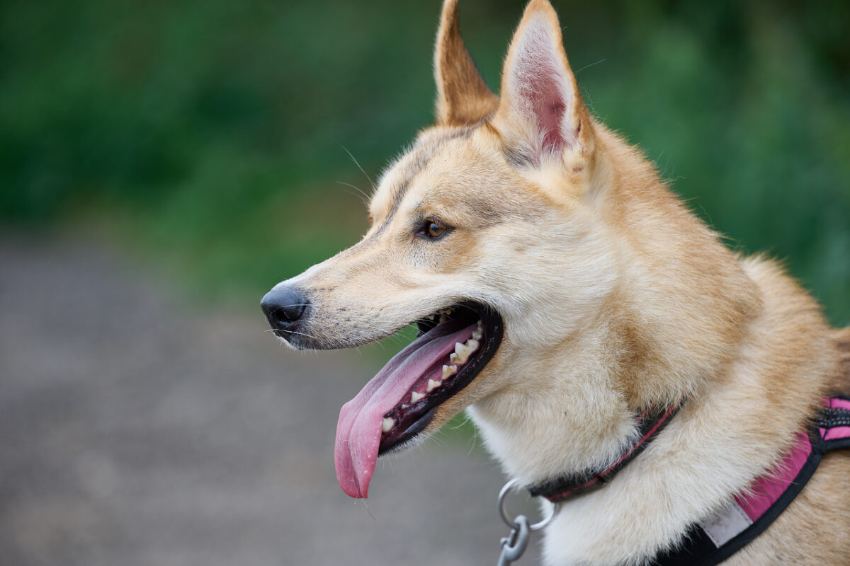Arctic Quest Sled Dog Adventure