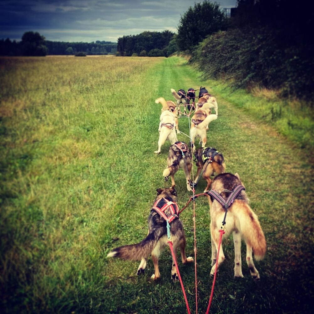 Arctic Quest Sled Dog Adventure