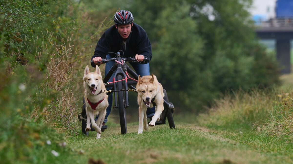 Arctic Quest Sled Dog Adventure