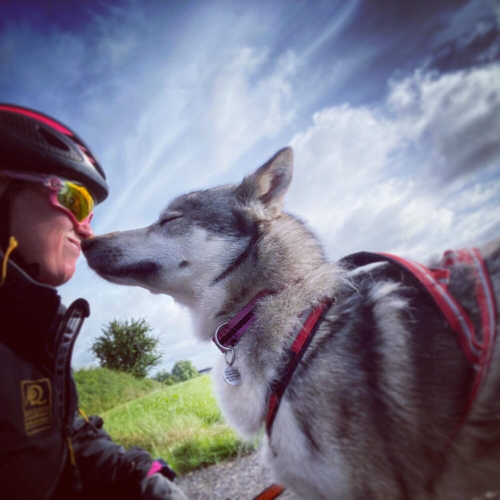 Arctic Quest Sled Dog Adventure