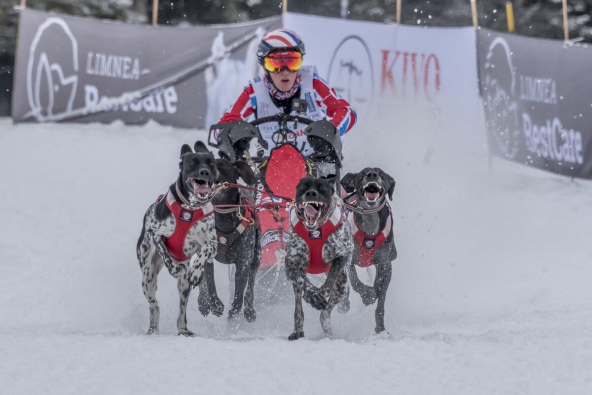 Arctic Quest Sled Dog Adventure