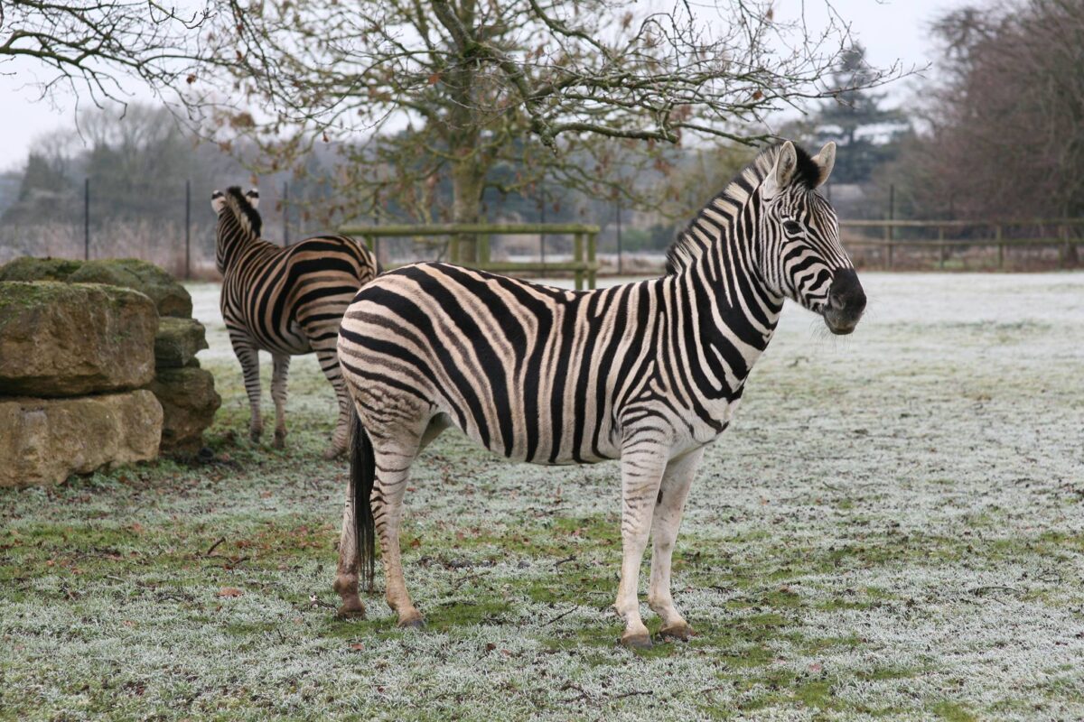Cotswold Wildlife Park, Bolthole Retreats