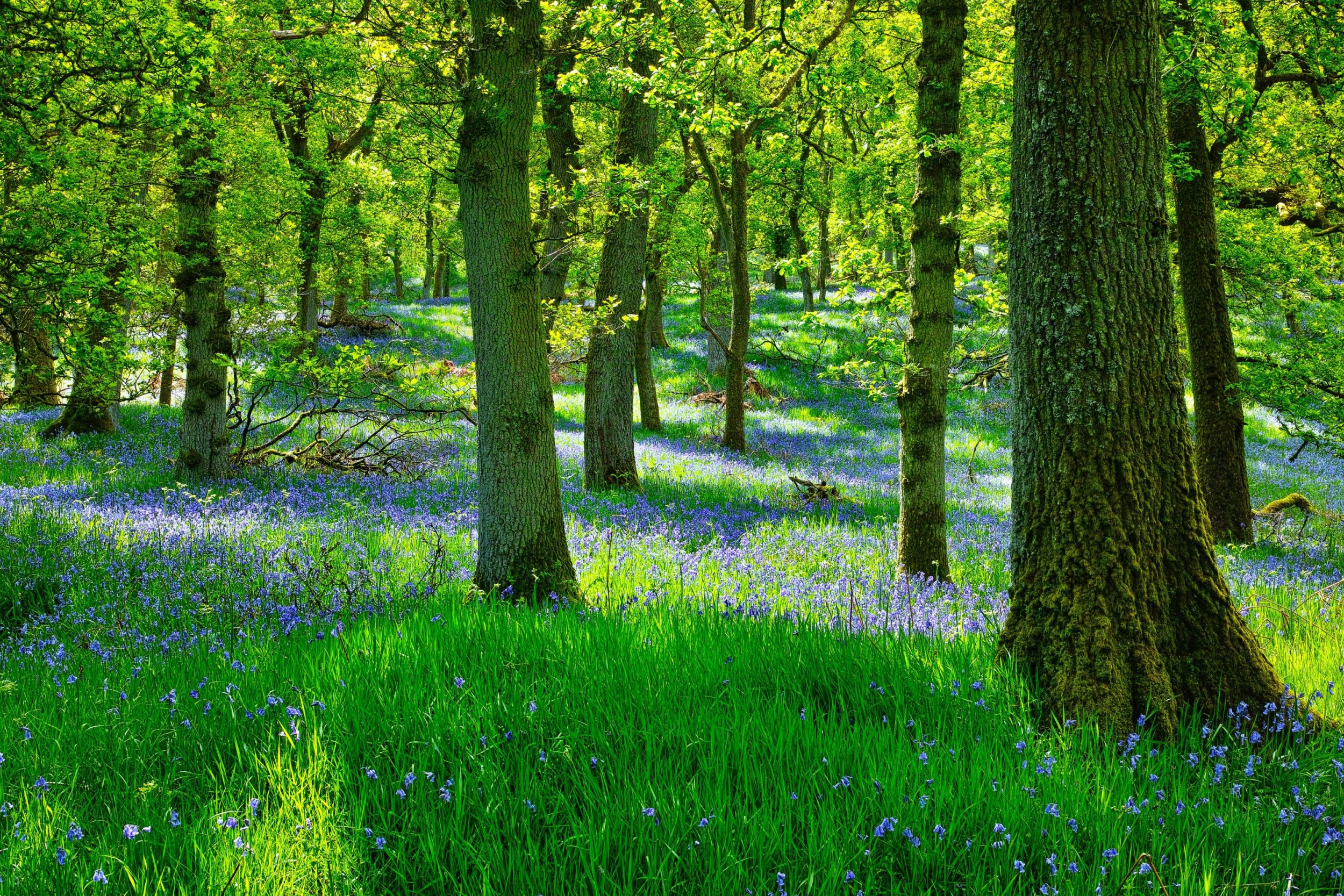 Bluebells
