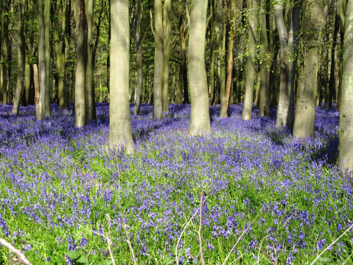 Bluebells