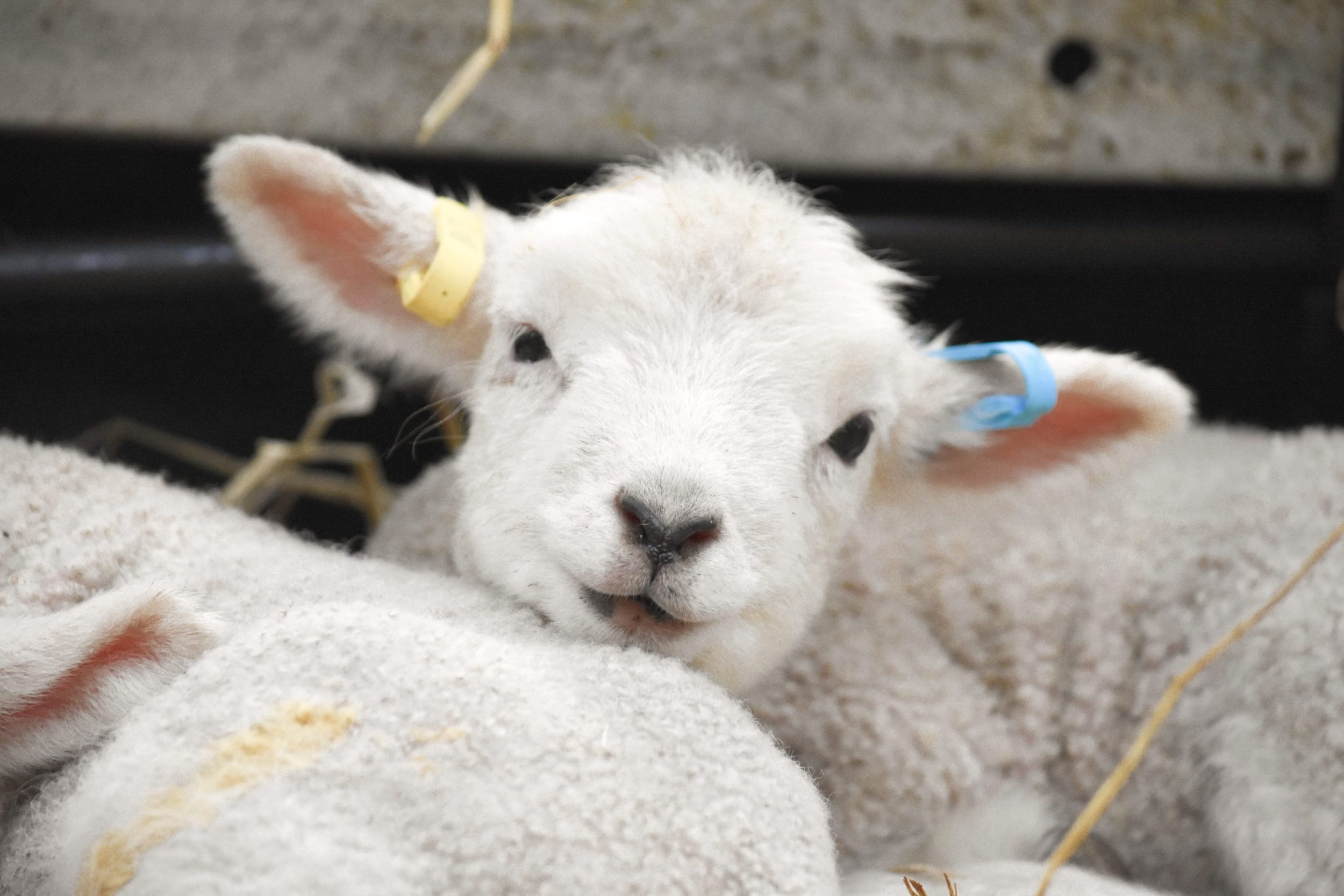 Lambing at Cotswold Farm Park