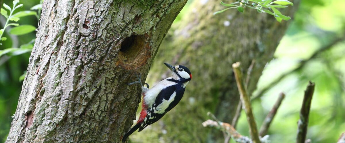 Woodpecker at Westonbirt