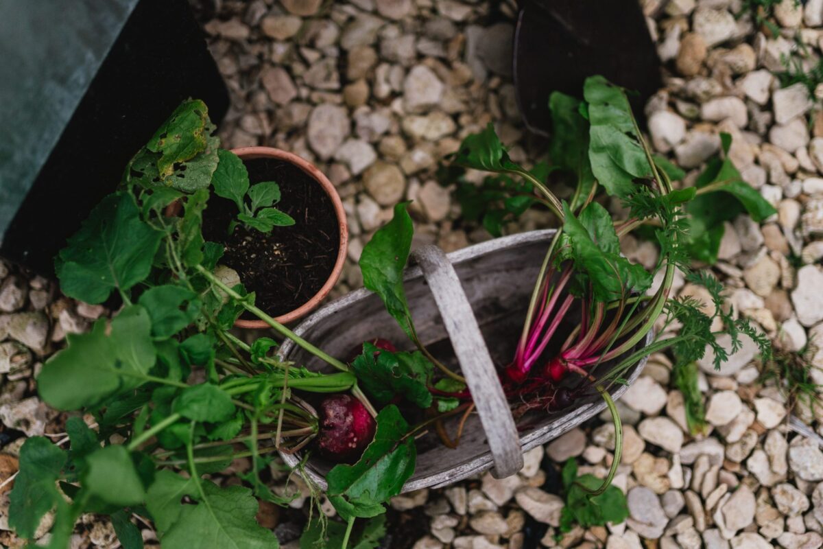 On-site kitchen garden at Roots + Seeds