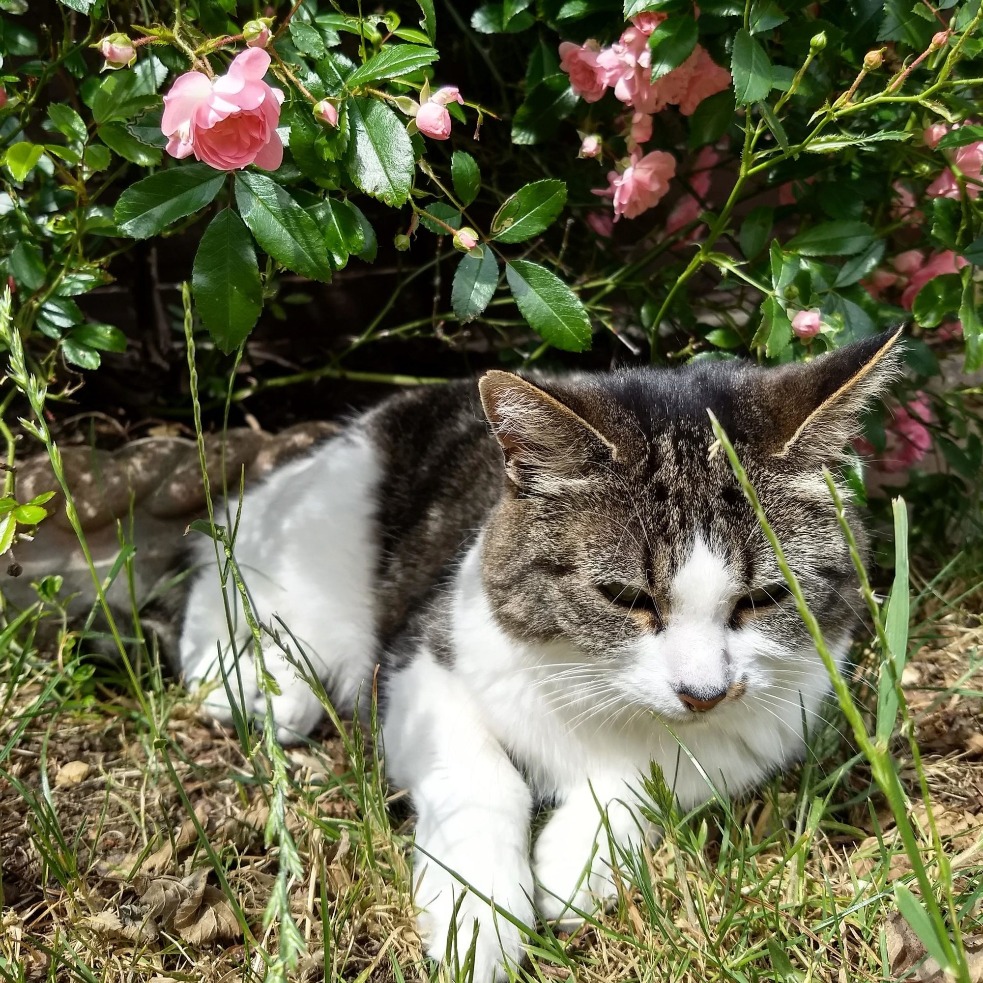 Bolthole Retreats Cat