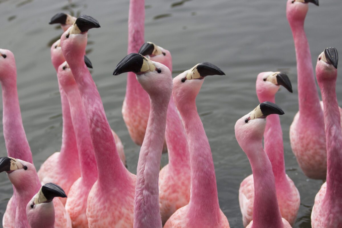Andean flamingos at Slimbridge Wetland Centre