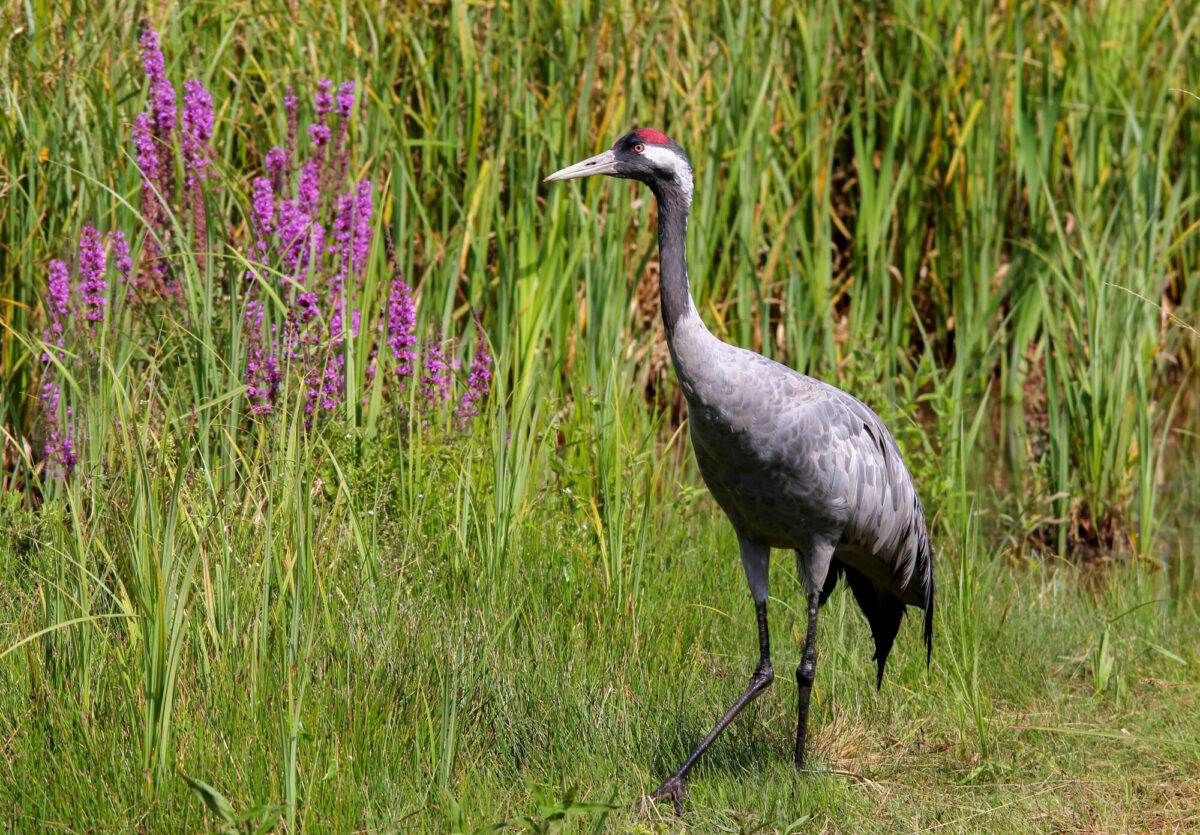 Common crane at WWT Slimbridge