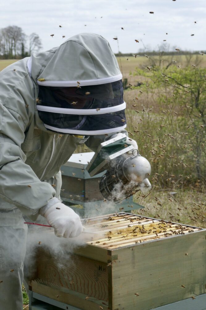 Harry's honey beekeeping