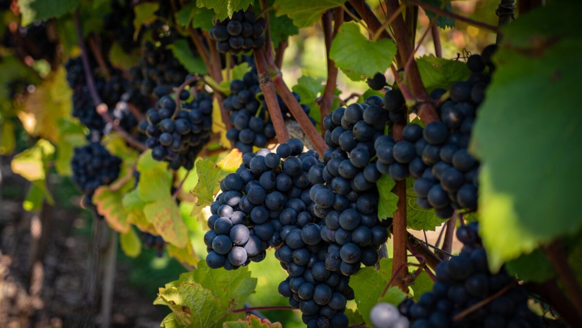 Woodchester Valley Vineyard