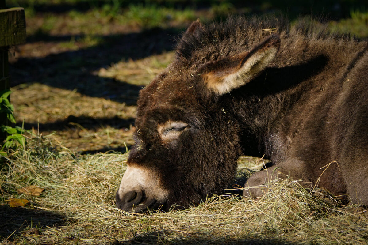 cotswold petting farm