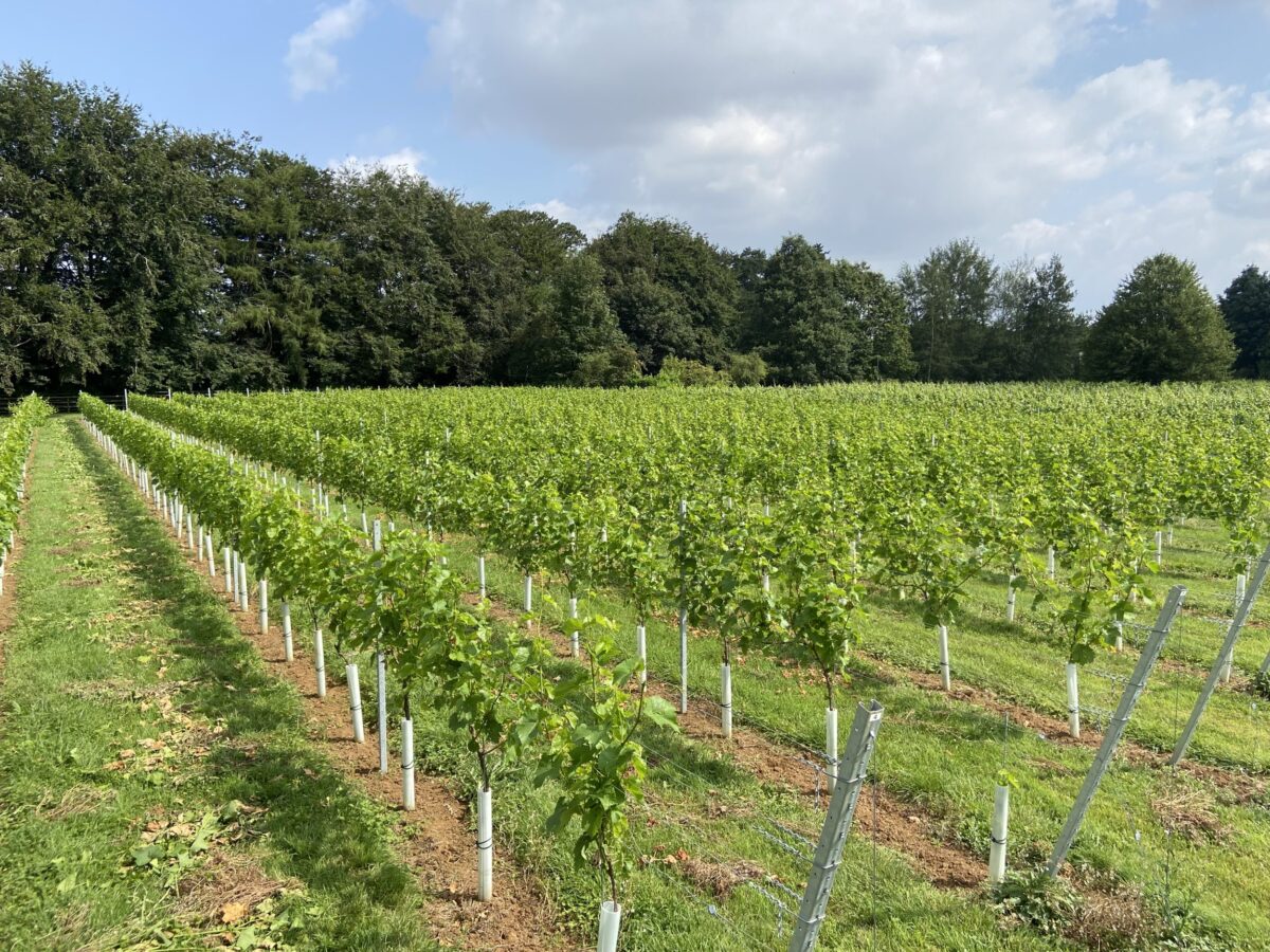 larkhill vineyard